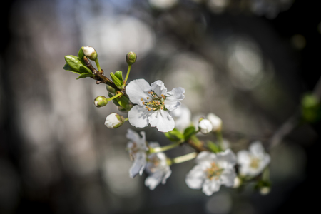 A close-up of a branch with white blossom in early springの写真素材