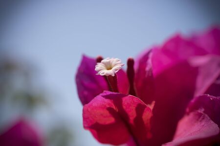A close-up of a pink bougenvillia flower in a Greek gardenの写真素材
