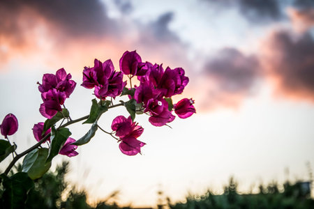 A pink bougenvillia branch with a sunset sky