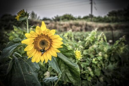 A close-up of a yellow sunflower in a fieldの写真素材