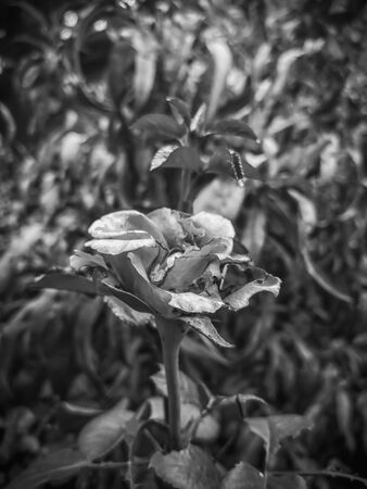 Black and white decayed rose in the fallの写真素材