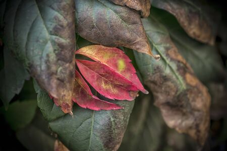 Close-up Photo of Colorful Autumn Leavesの写真素材