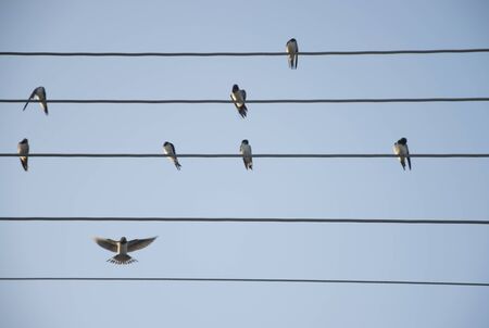 Little swallows on the wires, one of them flyingの写真素材
