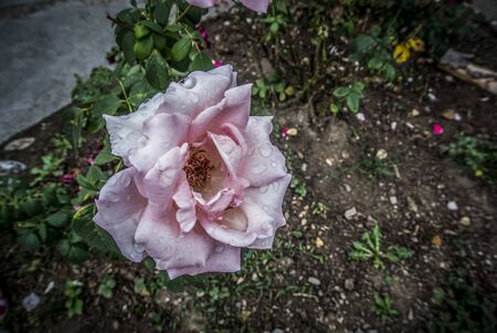 A close-up photo of a pink rose in autumnの写真素材