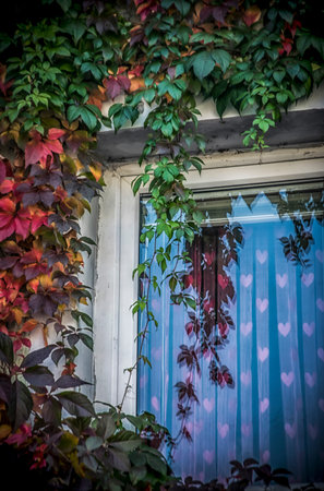 A window with hearts and colorful leaves in the autumn