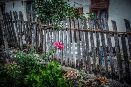 Old countryside yard with a fence and pink rosesの写真素材