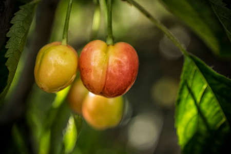A close-up of unripe cherries on a tree in springの写真素材