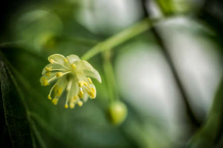 A close-up of a linden flower in springの写真素材