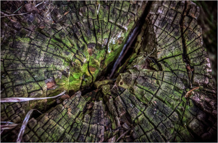 A close-up photo of a colourful texture of a tree stumpの写真素材