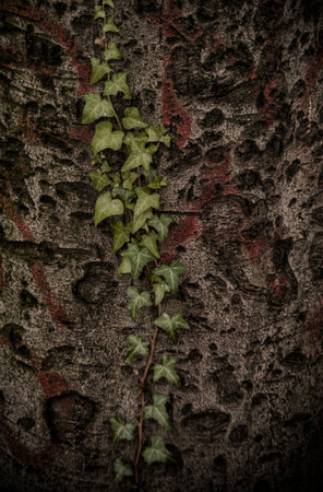 A closeup photo of a single ivy branch against a textured treeの写真素材