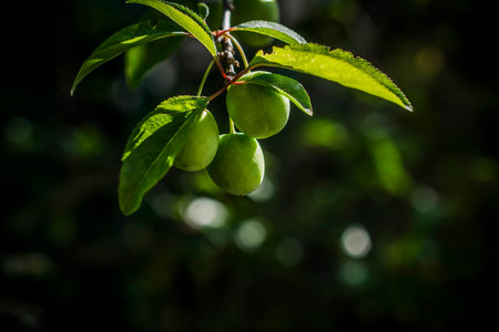 A closeup photo of green cherries on a tree branch in springの写真素材