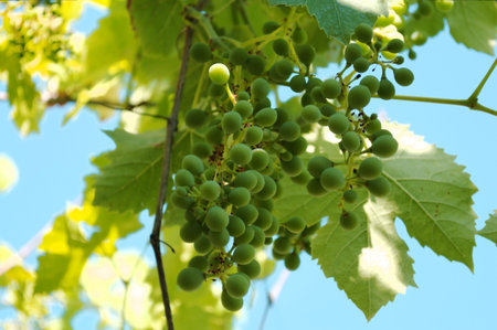 grapes