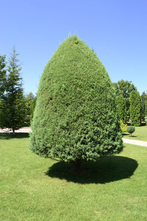 tree