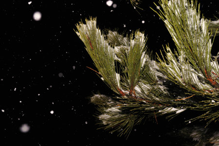 pine branchの写真素材