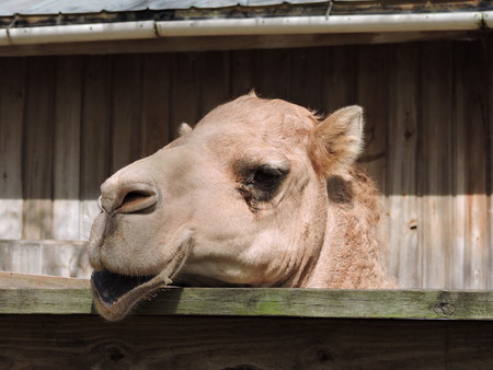 very happy camelの写真素材
