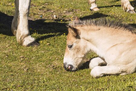 Portrait of a colt lying on the grass of the meadow in a sunny day while it is feeding eating grass and resting on the floor. Related to resting, animals and peacefulの写真素材