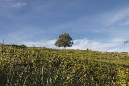 Lonely tree in the distance with blue sky as background. The green tree in in the top of a hill and surrounded by the grass of the meadow in a sunny spring day at the north of Spain (Asturias)の写真素材