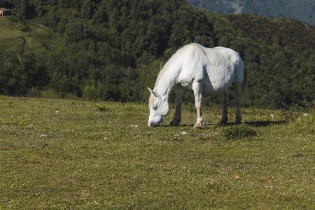 A white horse grazing in a meadow on a hill on a sunny day in northern Spain. Relating to the countryside, nature and farming. Spanish livestockの写真素材