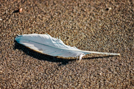Close up view of a white gull feather on the beach sand. Relative to stillness, tranquility,...