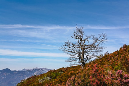 Lonely leafless tree on a hillside on a sunny day with mountains in the background. Relating to...