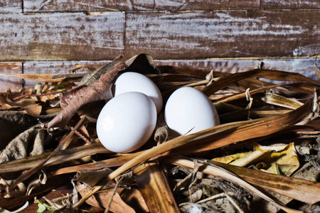 Farm fresh eggs on dry straw - Fresh eggs