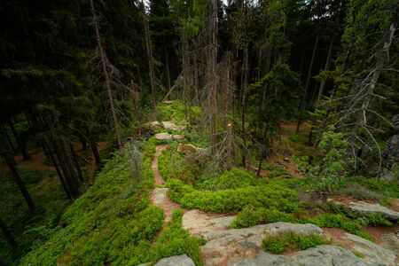 A path along the ridge of a small hill in the middle of a dark spruce forestの写真素材