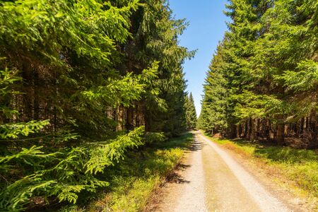 Forest road in the middle of an old spruce forestの写真素材