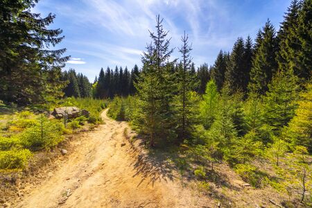 Sandy road through a meadow in a dense spruce forestの写真素材
