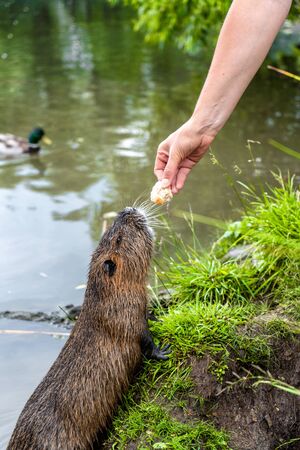 Feeding wild coypu with dry breadの写真素材