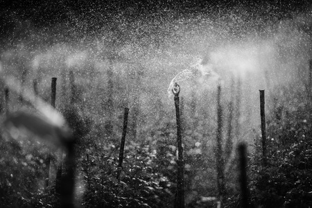 water Springerの写真素材