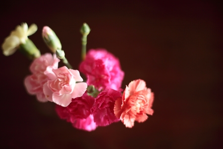 carnation on black backgroundの写真素材