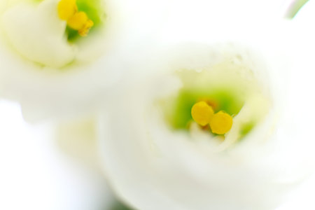 close up of white balloon flower for background imageの写真素材