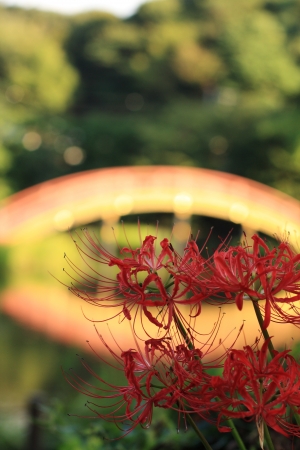 Japanese higanbanaの写真素材