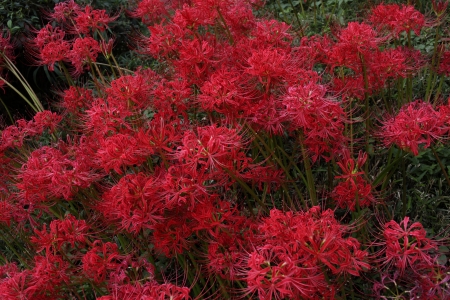 japanese lycoris radiata in Septemberの写真素材
