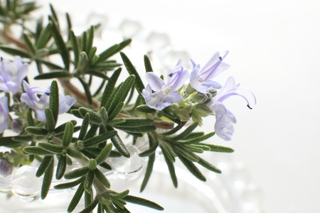 rosemary with blossom flower close up on white backgroundの写真素材