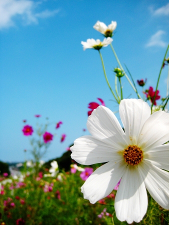 White Cosmo on blue sky for autumn imageの写真素材