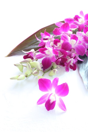 Orchid for tropical flower on white backgroundの写真素材