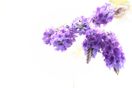 close up of lavender on white background with copy space