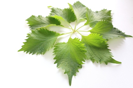 Japanese herbal, Green Shiso の写真素材