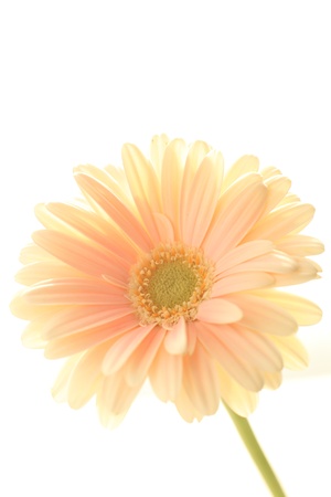 Close of elegant blossom gerbera for background imageの写真素材