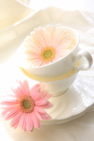 Elegant pink gerbera on tea cup with copy spaceの写真素材
