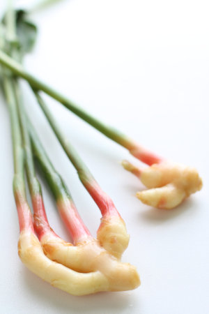 Japanese ginger 