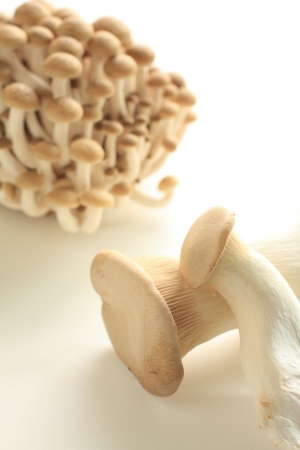 Japanese mushroomの写真素材