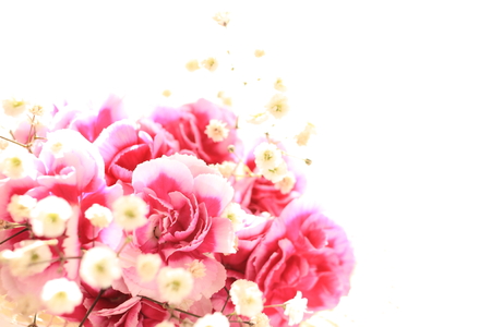 Mother s day carnationの写真素材