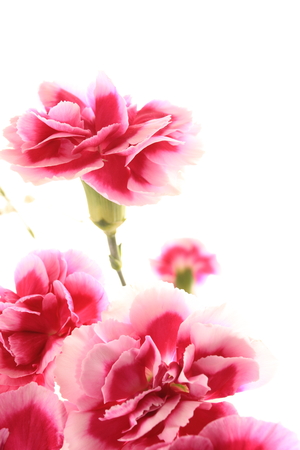 Elegant bicolor carnation on white backgroundの写真素材
