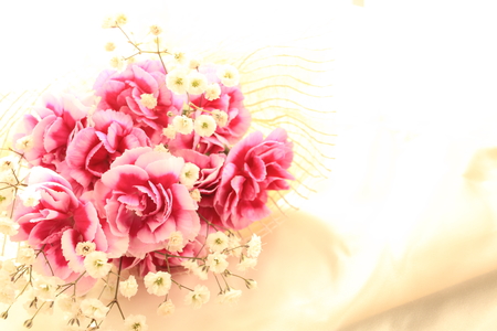 Pink and white bicolor carnation on white backgroundの写真素材