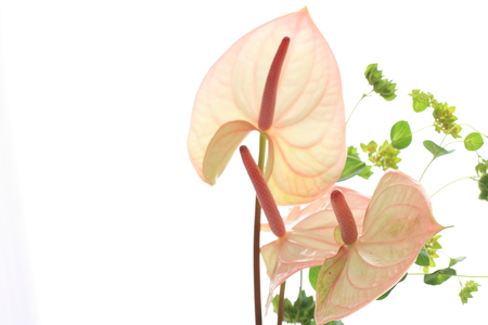 tropical flower, Anthuriumの写真素材