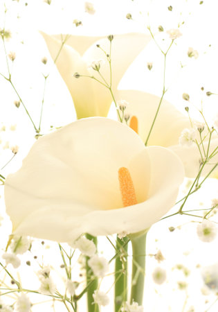 Elegant calla lily with baby breathの写真素材