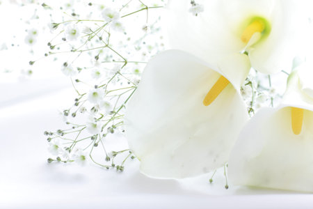 Calla lily and baby breath on white background for wedding imageの写真素材