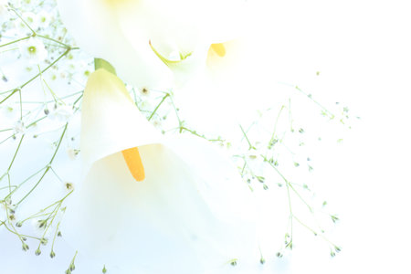 Calla lilyの写真素材